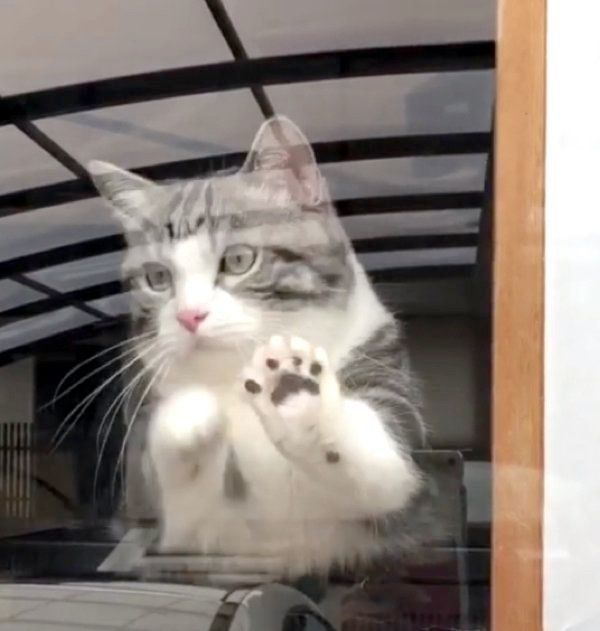 窓ガラスごしのマンチカン