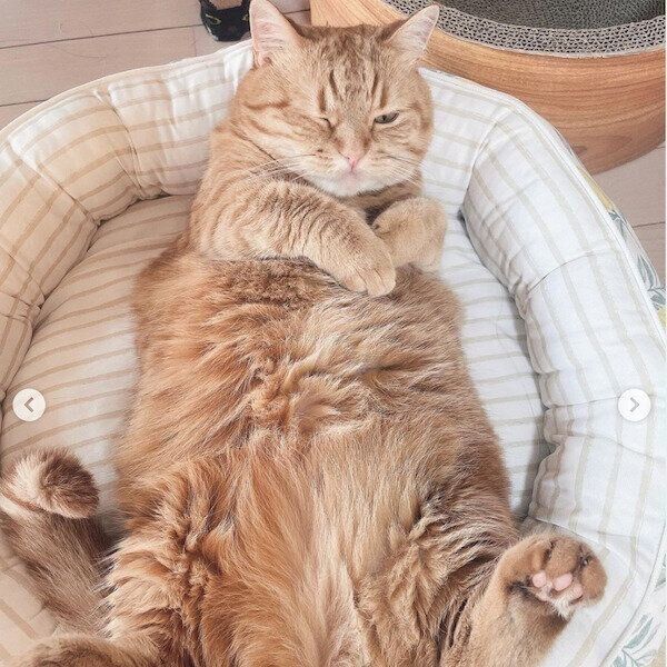 ニトリの猫グッズ