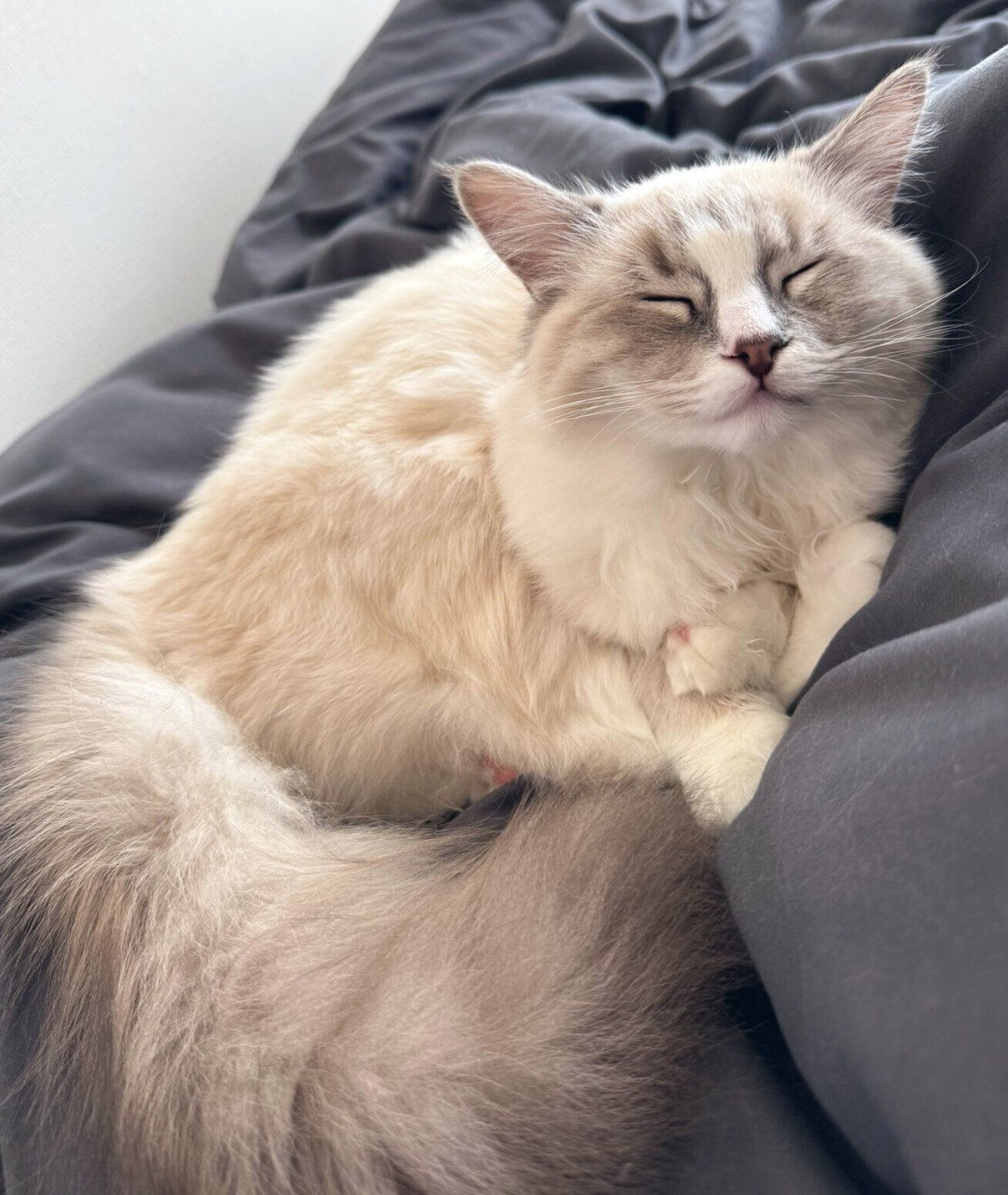 まったりするピノちゃん