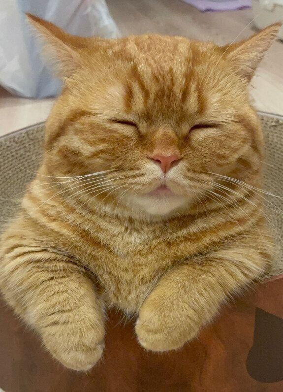 幸せそうな顔で寝ているマンチカン
