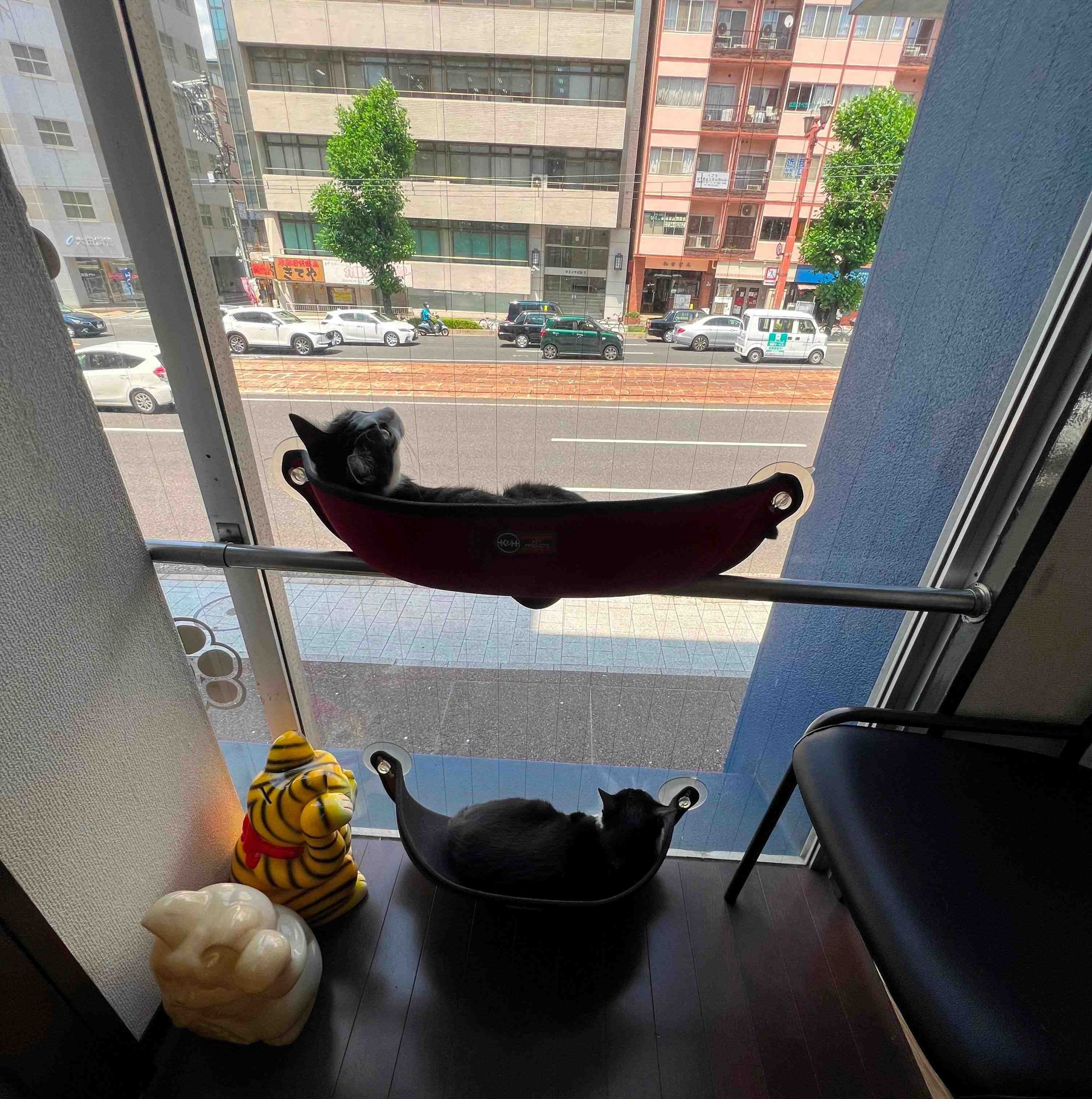 路面電車が走る通りを眺める猫