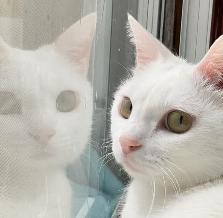 窓辺に座るリリーちゃん