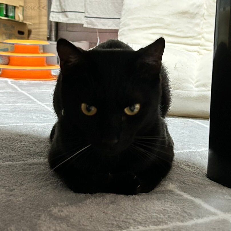 香箱座りをしている猫