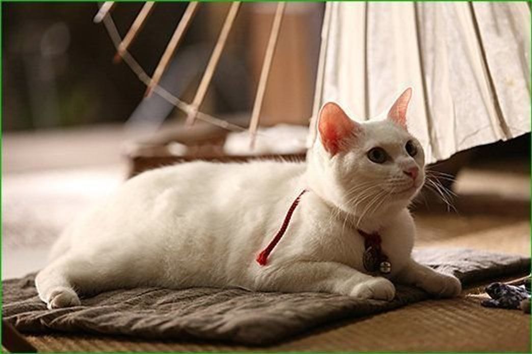 猫侍 第5話 ねこドラ にゃんこが主役 ねこのきもちweb Magazine 猫侍 第5話 ねこドラ にゃんこが主役 ねこのきもちweb Magazine