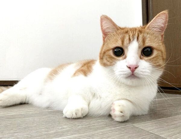 まったりする茶太くん