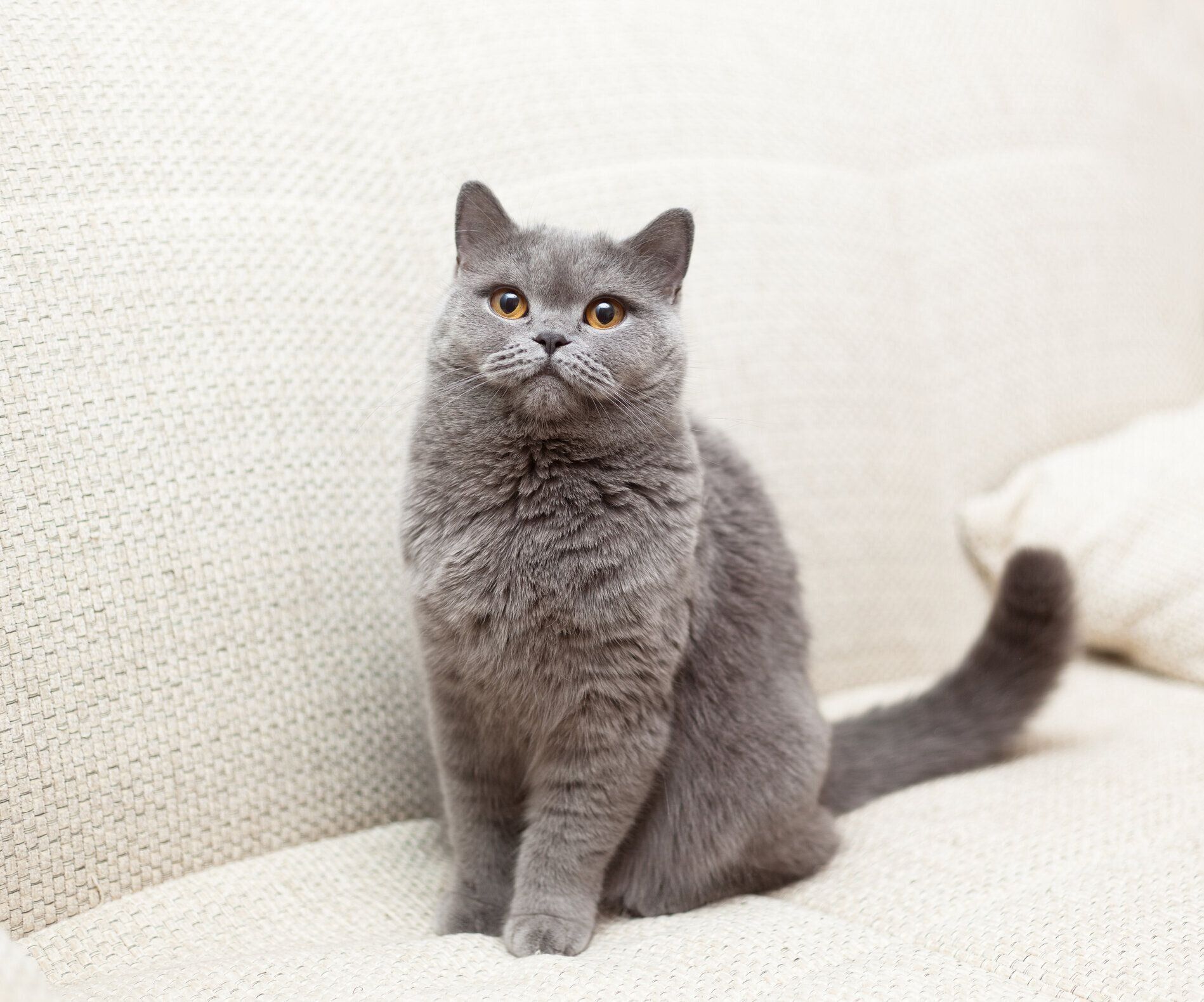 白いソファに座る灰色の猫