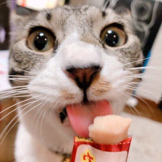 ちゅ〜るを食べる猫
