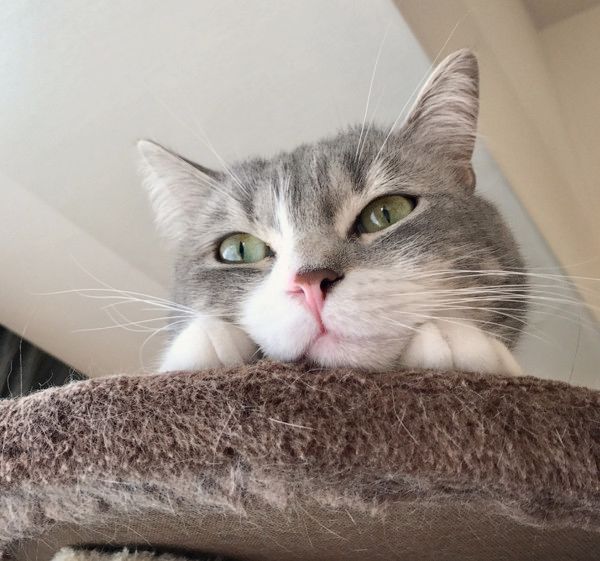 独特な座り方をする猫