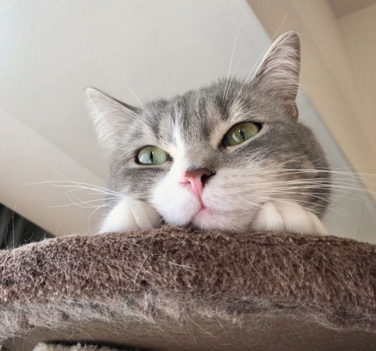 ペンギンみたい ニャンコの独特な座り方に思わず二度見 F F ねこのきもちweb Magazine ペンギンみたい ニャンコの独特な座り方に思わず二度見 F F ねこのきもちweb Magazine