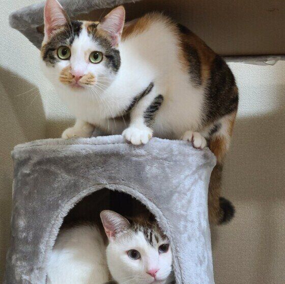 Mix（白）のコジローくんたち♪