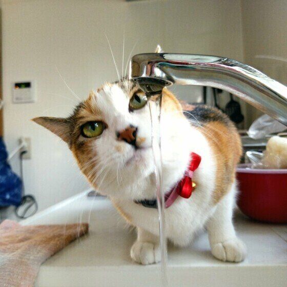 ミケ猫のラムちゃん