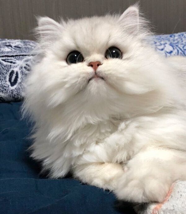 見つめる小梅ちゃん