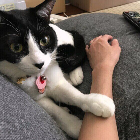 腕をトントンしてくる黒白猫