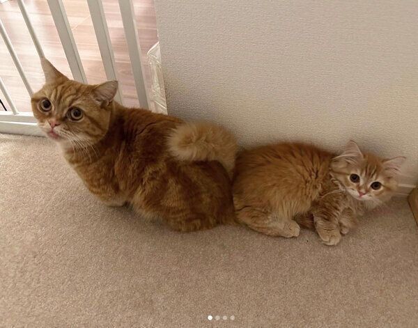 くっつくメリダちゃん、ダイナくん