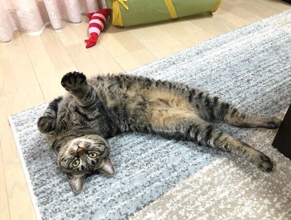 ヘソ天するみぃちゃん