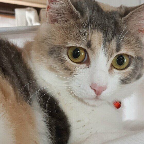 呼ばれて振り返るMix