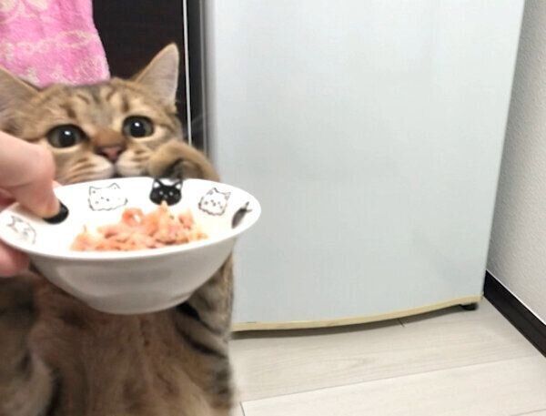 猫缶がおいしすぎてパニックになるみにらくん
