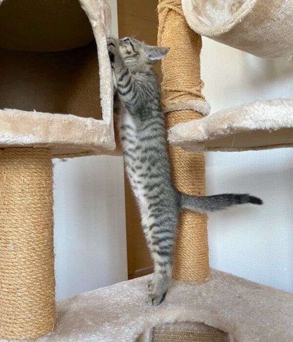 キャットタワーで遊ぶよもぎくん