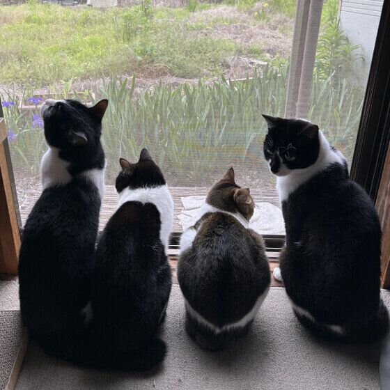 日本ネコのいつくんたち♪