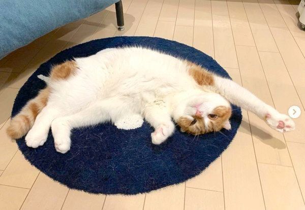 ごろんと寝転がるスコティッシュフォールド