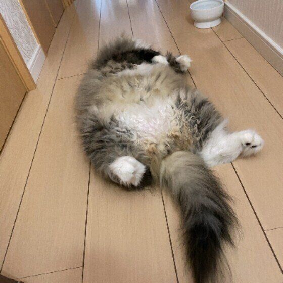 ヘソ天するラガマフィン