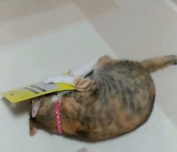 おもちゃで遊ぶ猫