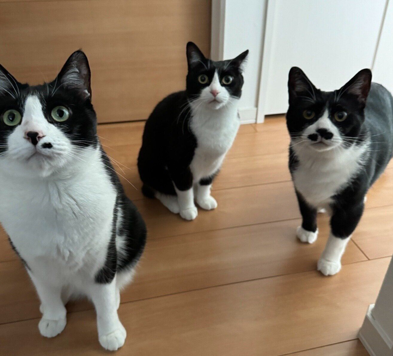 仲良しなこたろうくん、おとちゃん、まるもちゃん