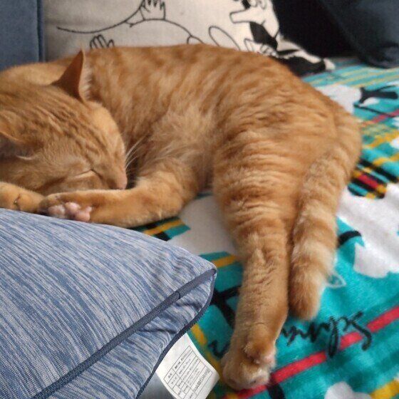 後ろ足が伸びた日本ネコ