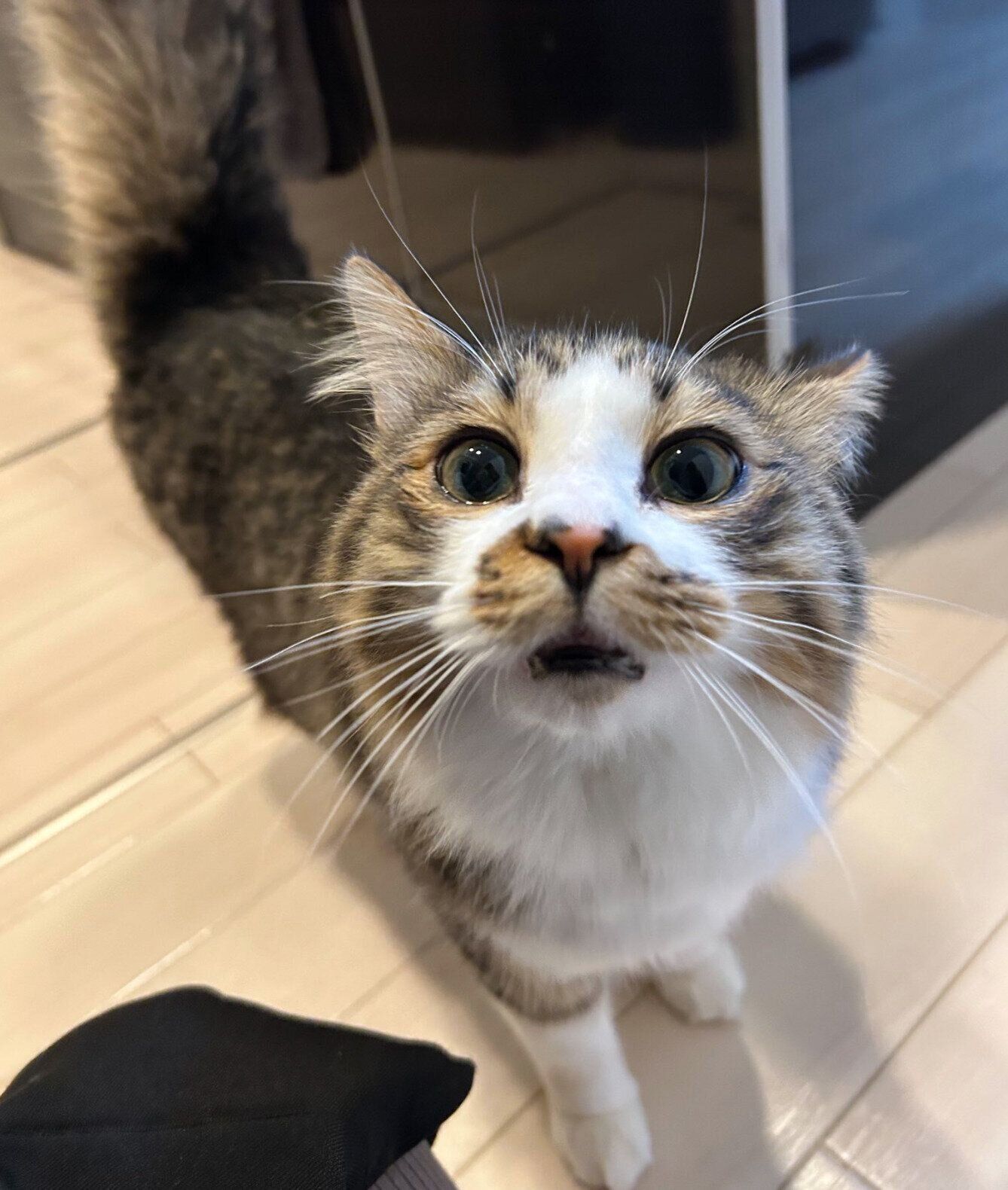 オヤツを催促するほたてくん