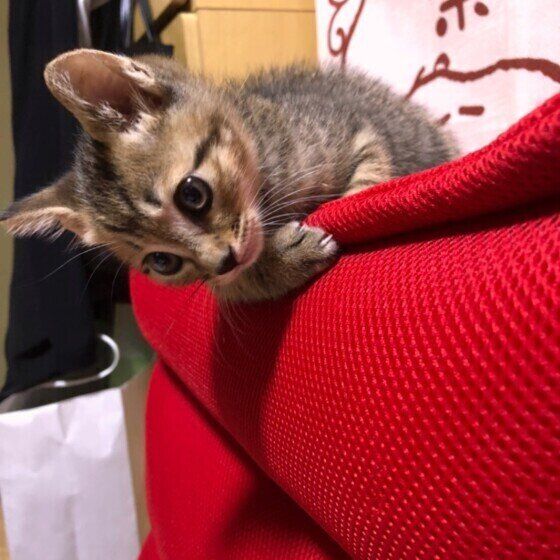 何かを見つめる子猫（オス、MIX）