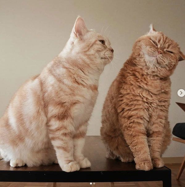 寄り添うマンチカンとセルカークレックス