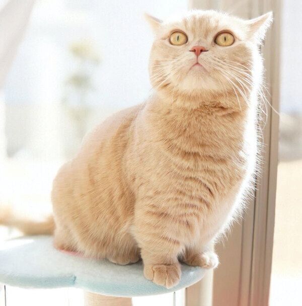 モフモフで可愛いここちゃん