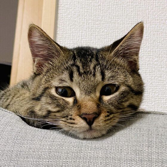 あごのせするキジトラ猫