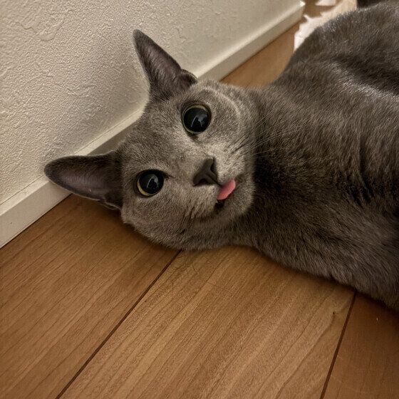 ロシアンブルーのりんくん