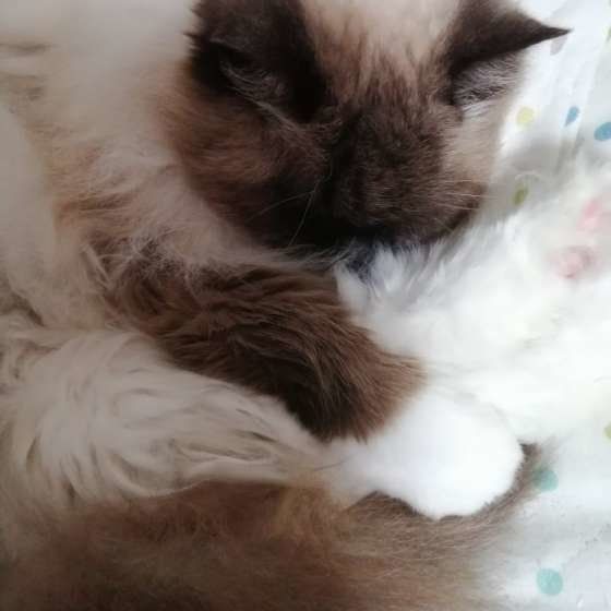 もふもふのララちゃん