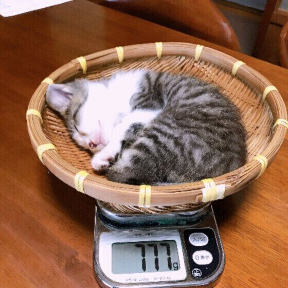 サバトラのぜんくん