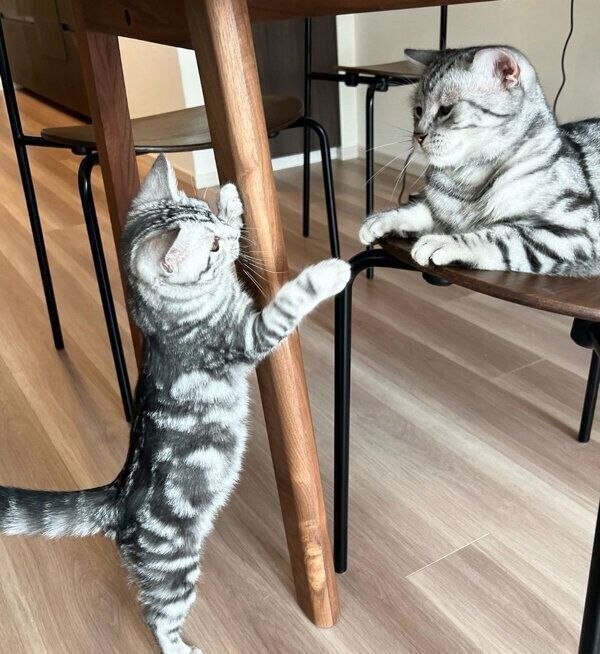 見つめ合うミーミーくんとうーうーちゃん