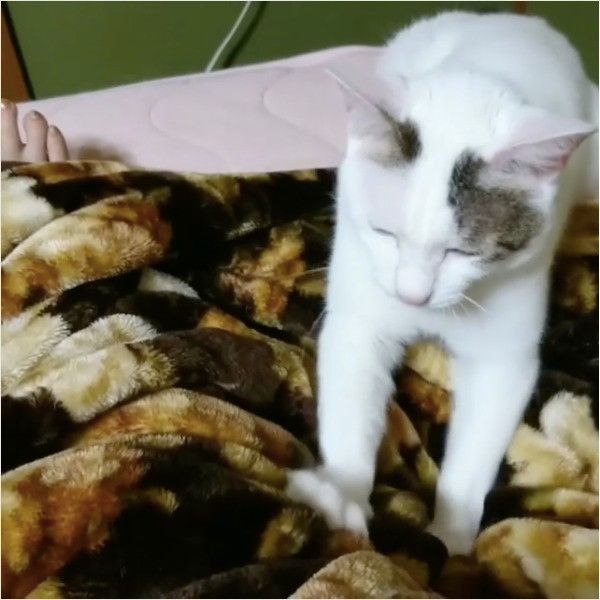 ふみふみニャンコ