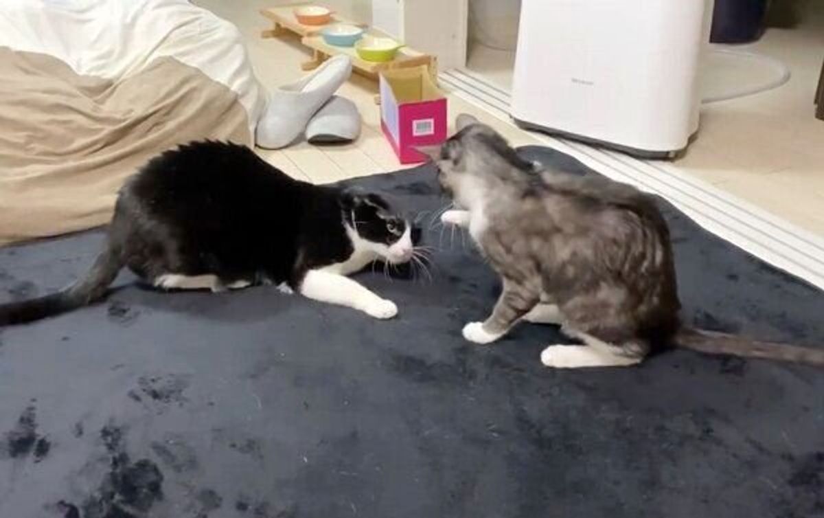 弟猫の 激弱ビンタ をくらった姉猫 容赦のない反撃に思わず爆笑 ねこのきもちweb Magazine 弟猫の 激弱ビンタ をくらった姉猫 容赦のない反撃に思わず爆笑 ねこのきもちweb Magazine