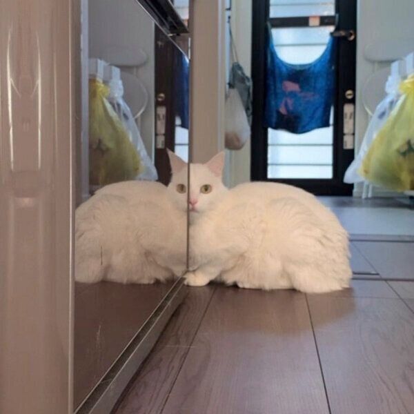 思わず二度見したくなるハク様の姿