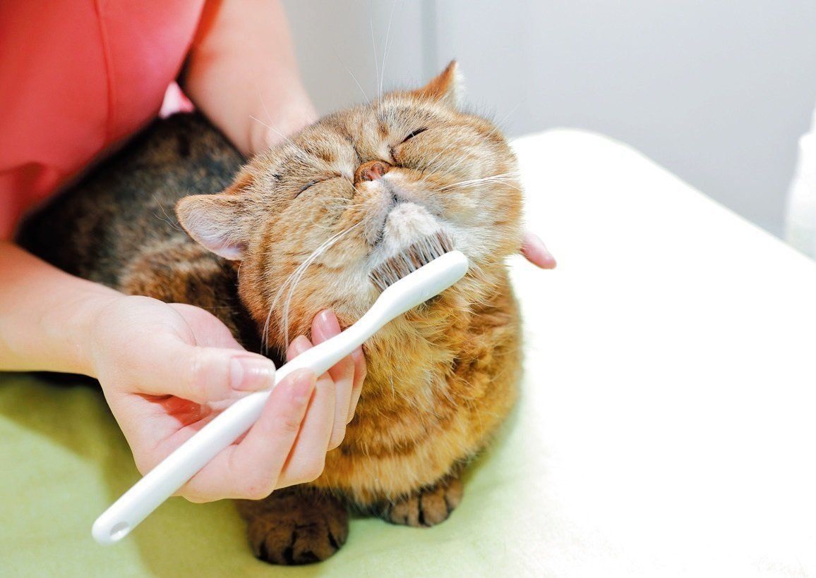 撮影／後藤さくら