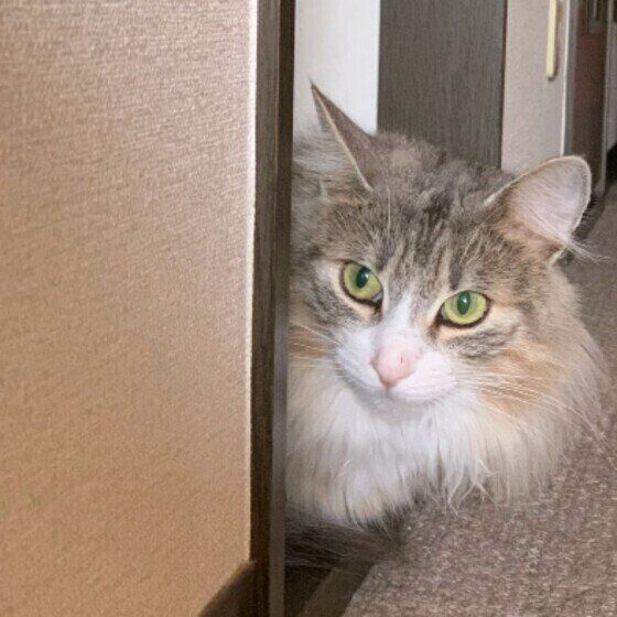 見つめるノルウェージアンフォレストキャット