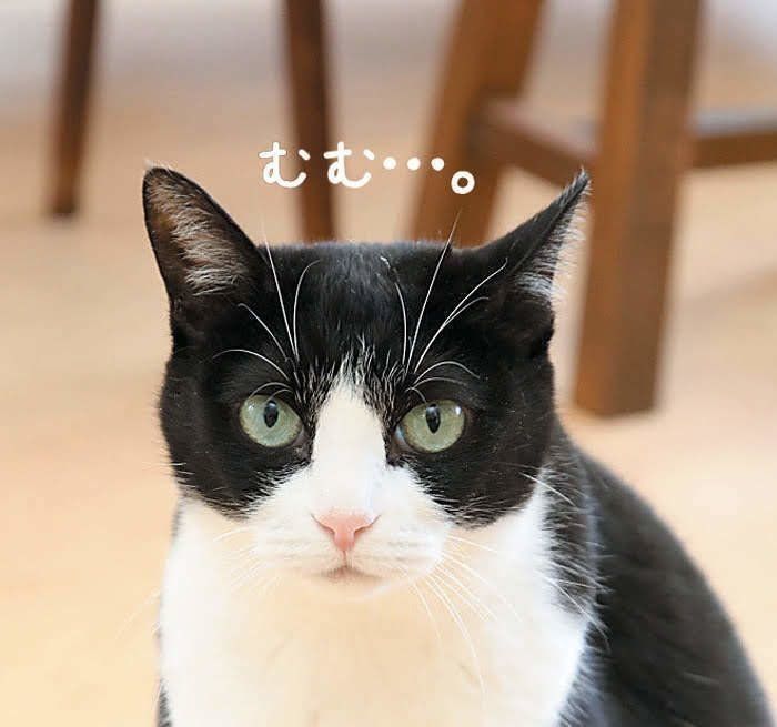 ちょっと気になっている猫