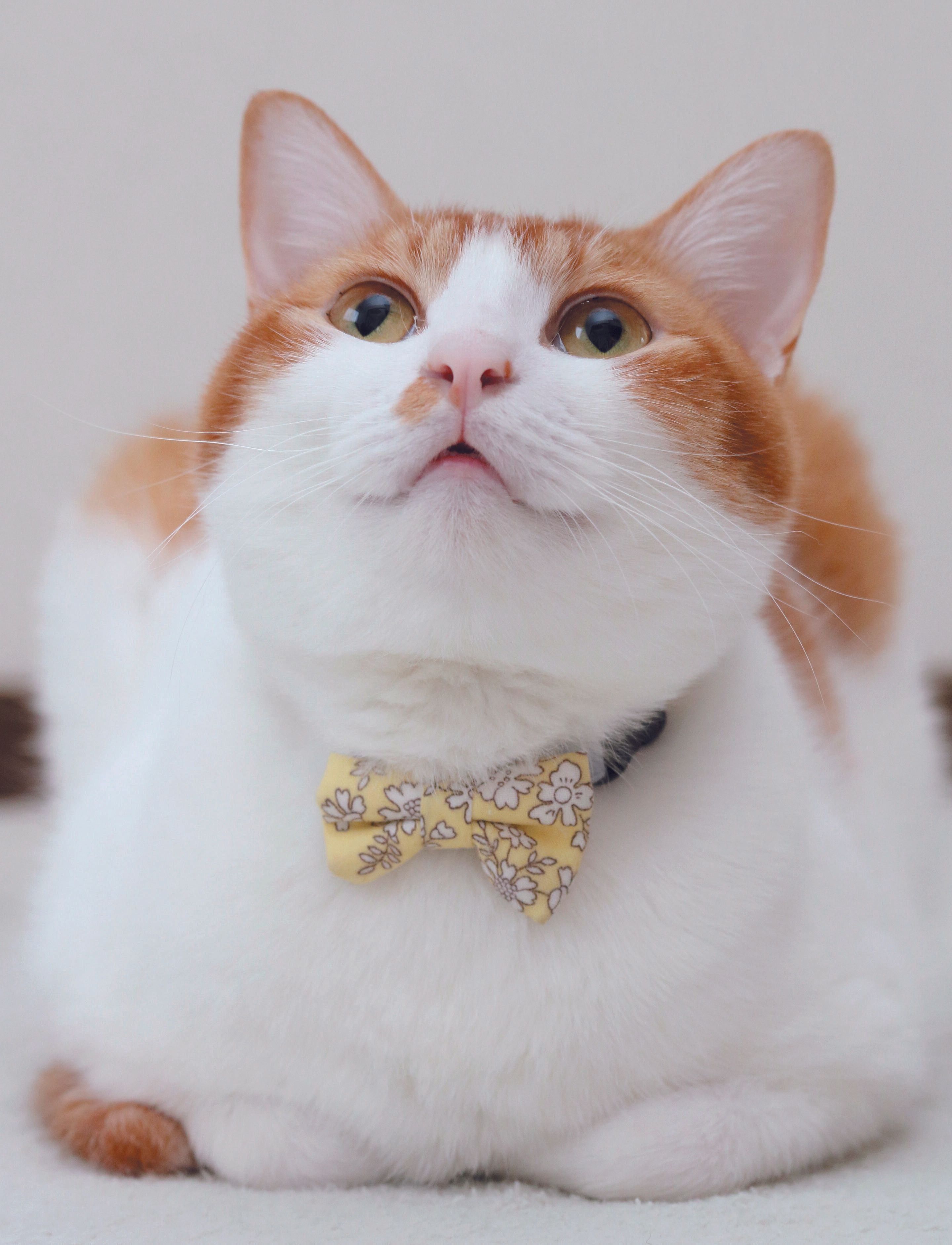 写真／ねこのきもち2019年4月号「We Love ニャンポーズ」