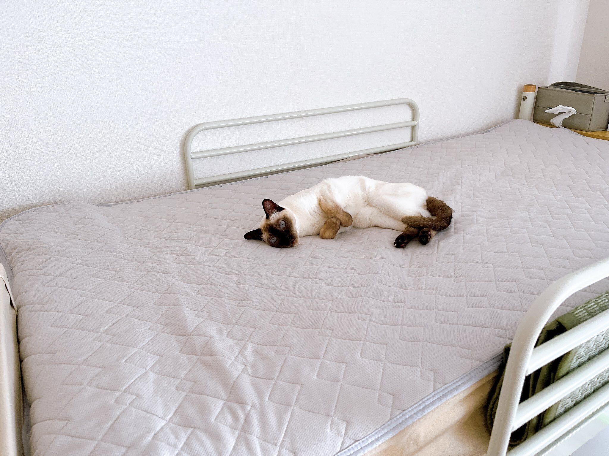 ベッドの上で寝転がるたきちゃん