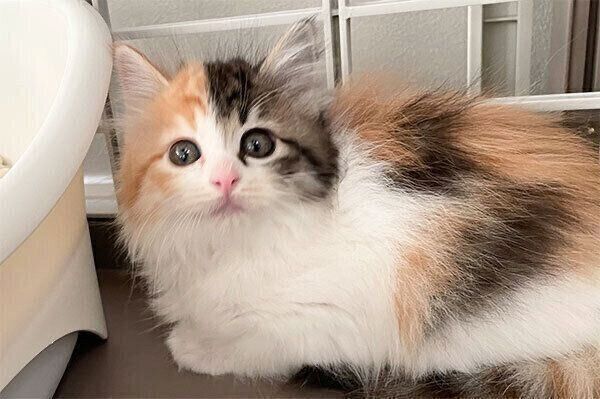 うなぎちゃん