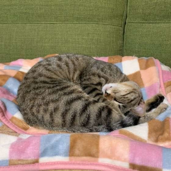 アンモニャイトするキジトラ