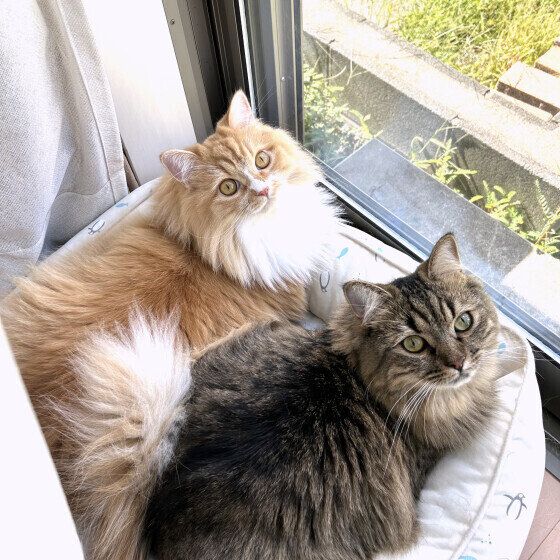 仲よくひなたぼっこする猫たち