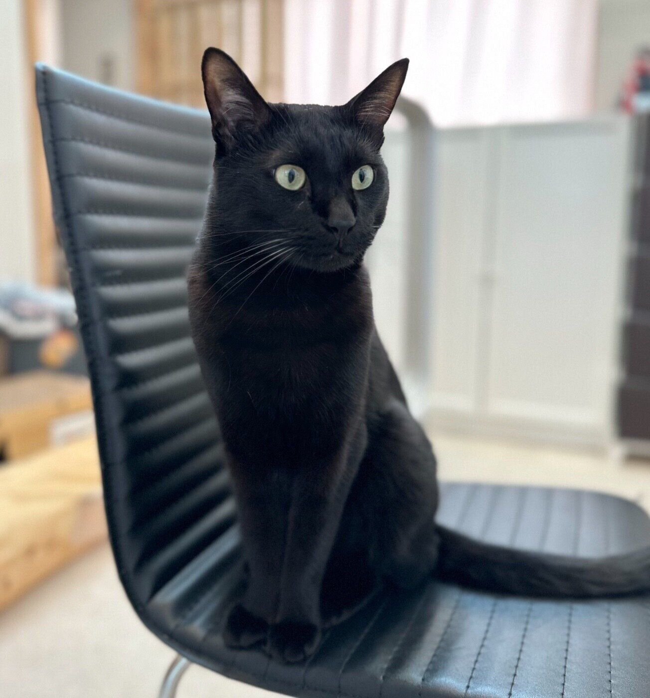 イスに座るトニーくん