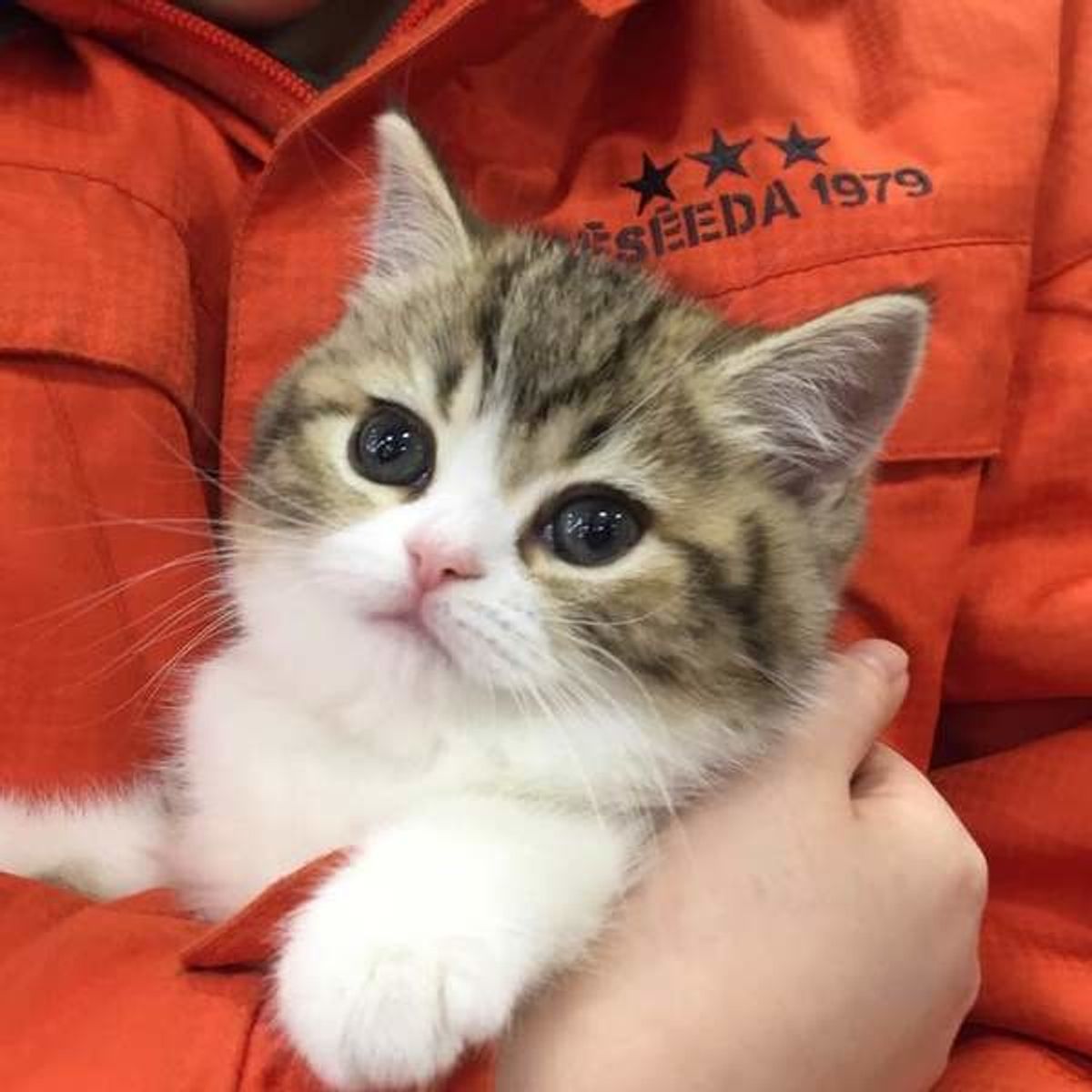 獣医師監修 子猫のワクチン接種の必要性 種類や費用も解説 ねこのきもちweb Magazine